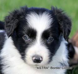 black and white MALE border collie puppy